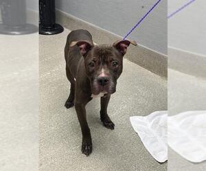 Mutt Dogs for adoption in Las Vegas, NV, USA