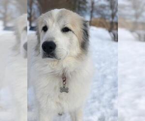 Great Pyrenees Dogs for adoption in Techny, IL, USA
