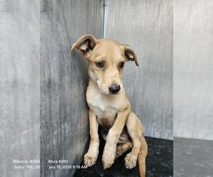 American Staffordshire Terrier-Unknown Mix Dogs for adoption in San Antonio, TX, USA