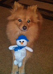 Pomeranian Dogs for adoption in Griffin, GA, USA