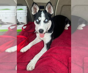 Siberian Husky Dogs for adoption in Germanton, TN, USA
