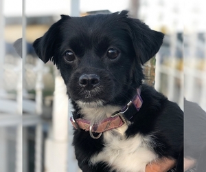 Puginese Dogs for adoption in Dana Point, CA, USA