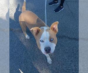 American Pit Bull Terrier Dogs for adoption in Stockton, CA, USA
