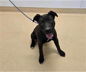 American Pit Bull Terrier-Unknown Mix Dogs for adoption in Placerville, CA, USA