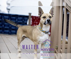 Mutt Dogs for adoption in Omaha, NE, USA