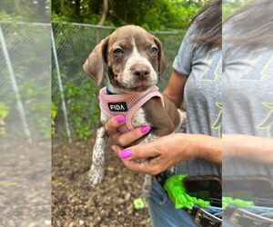 American Staffordshire Terrier-German Shorthaired Pointer Mix Dogs for adoption in Lawrenceville, NJ, USA