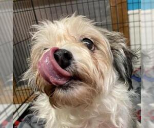 Jack Russell Terrier Dogs for adoption in Madison, WI, USA