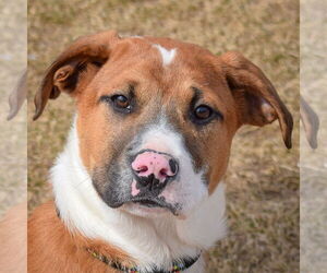 Boxer-Unknown Mix Dogs for adoption in Huntley, IL, USA