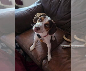 Beagle Dogs for adoption in Las Vegas, NV, USA