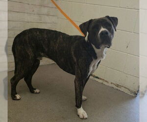 American Bulldog-Unknown Mix Dogs for adoption in San Bernardino, CA, USA