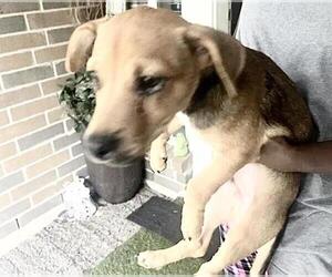 Labrador Retriever-Unknown Mix Dogs for adoption in Houston, TX, USA