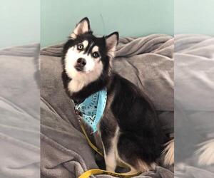 Siberian Husky Dogs for adoption in Armonk, NY, USA