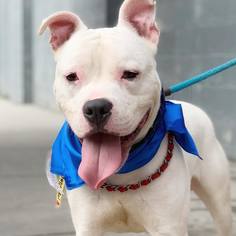 Dogo Argentino Dogs for adoption in Bridgewater, NJ, USA