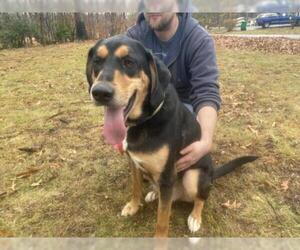 Coonhound-Unknown Mix Dogs for adoption in Forest, VA, USA