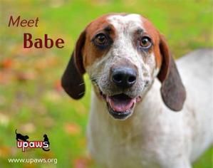 English Coonhound Dogs for adoption in Negaunee, MI, USA