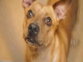 Chiweenie Dogs for adoption in Martinez, CA, USA