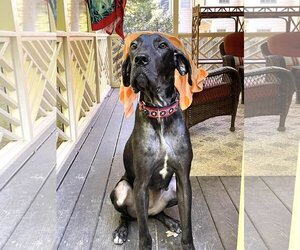 Boxer-Great Dane Mix Dogs for adoption in Huntersville, NC, USA