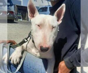 Bull Terrier Dogs for adoption in San Pablo, CA, USA