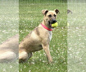 Greyhound-Unknown Mix Dogs for adoption in Westmont, IL, USA