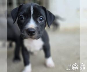 Labrador Retriever-Unknown Mix Dogs for adoption in Washington, DC, USA