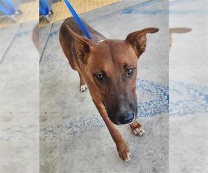 Australian Kelpie-Unknown Mix Dogs for adoption in Bakersfield, CA, USA