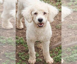Poodle (Miniature) Dogs for adoption in PIPE CREEK, TX, USA