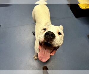 Argentinian Mastiff Dogs for adoption in Fort Collins, CO, USA