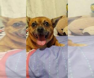 Chug Dogs for adoption in Clarkston, MI, USA