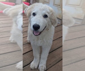 Great Pyrenees Dogs for adoption in Croydon, NH, USA