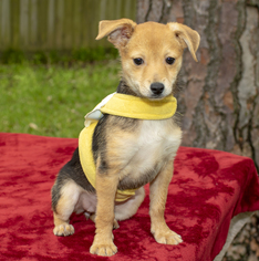 Medium Photo #1 Norwich Terrier-Shiba Inu Mix Puppy For Sale in Santa Fe, TX, USA