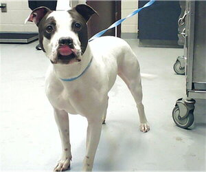 Mutt Dogs for adoption in Fayetteville, NC, USA
