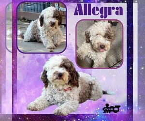 Poodle (Miniature) Dogs for adoption in Lindsay, CA, USA