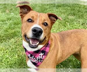 American Pit Bull Terrier Dogs for adoption in Pueblo, CO, USA