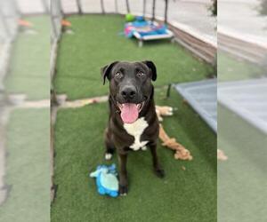 Labrador Retriever-Unknown Mix Dogs for adoption in Chula Vista, CA, USA