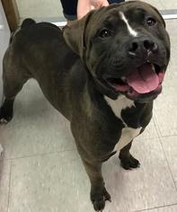 Bullypit Dogs for adoption in Fargo, ND, USA