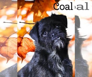 Pugairn Dogs for adoption in Phelan, CA, USA