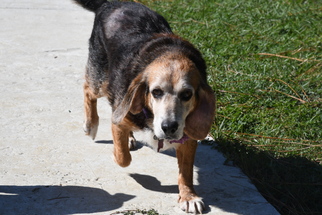 Medium Photo #1 Beagle-Unknown Mix Puppy For Sale in Gulfport, MI, USA
