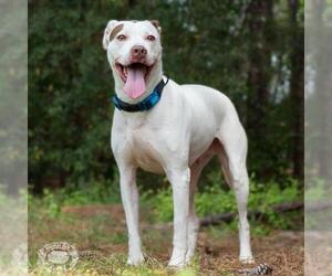 Bull-Boxer Dogs for adoption in Columbus, GA, USA