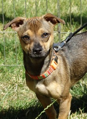Chiweenie Dogs for adoption in Tacoma, WA, USA