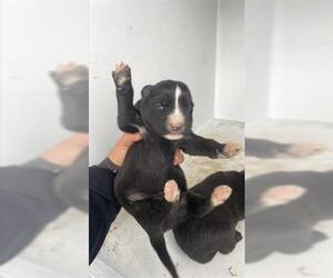 Border Collie-Unknown Mix Dogs for adoption in Houston, TX, USA