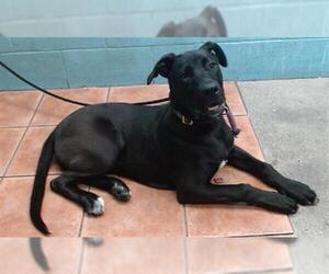 American Pit Bull Terrier-Labrador Retriever Mix Dogs for adoption in Downey, CA, USA