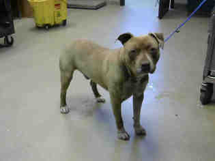 American Staffordshire Terrier Dogs for adoption in Fayetteville, NC, USA