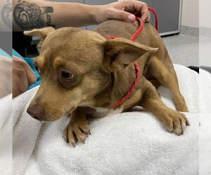 Chihuahua Dogs for adoption in Pasadena, TX, USA