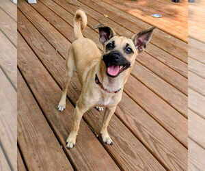 Chihuahua-Unknown Mix Dogs for adoption in Brooklyn Center, MN, USA