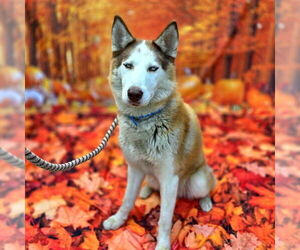 Siberian Husky Dogs for adoption in Long Beach, CA, USA