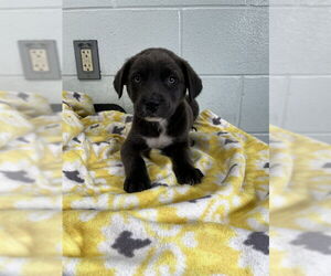 Blue Lacy-Unknown Mix Dogs for adoption in Corpus Christi, TX, USA