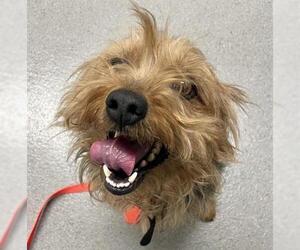 Australian Terrier Dogs for adoption in San Francisco, CA, USA