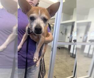 Chihuahua-Unknown Mix Dogs for adoption in San Antonio, TX, USA
