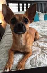 Chiweenie Dogs for adoption in Woodside, NY, USA