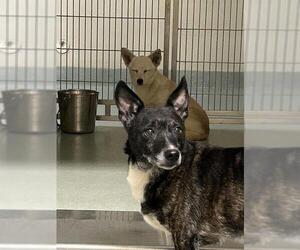 Chihuahua Dogs for adoption in South Lake Tahoe, CA, USA
